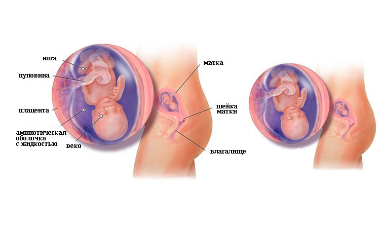 14 nedelya beremennosti plod v utrobe