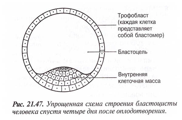 3 nedelya beremennosti blastocista 