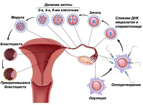 3 nedelya beremennosti shema