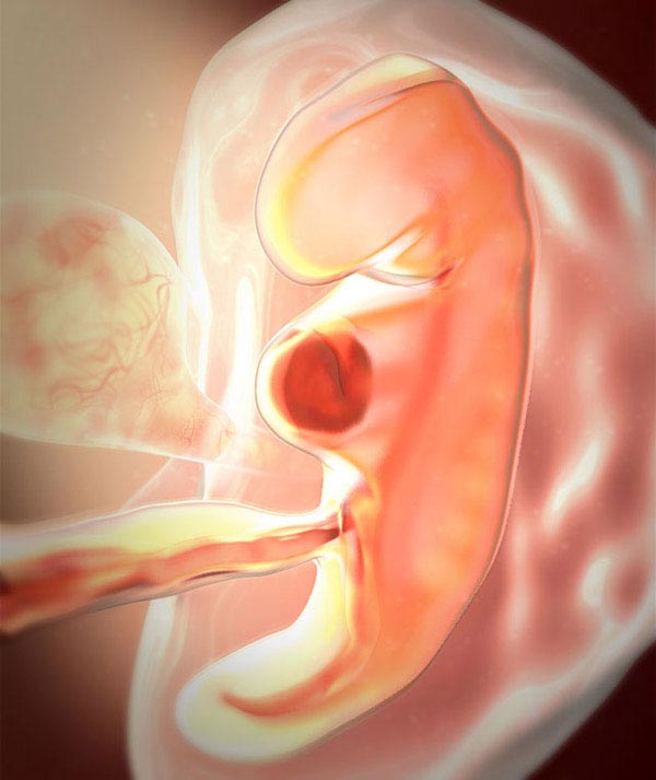5 nedelya beremennosti embrion