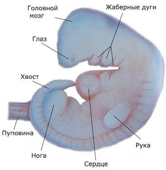 6 nedelya beremennosti embrion