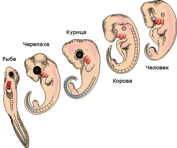 embrion cheloveka i zhivotnyh