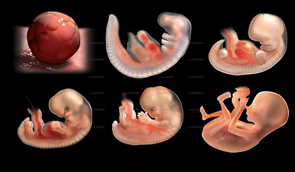 embrion cheloveka