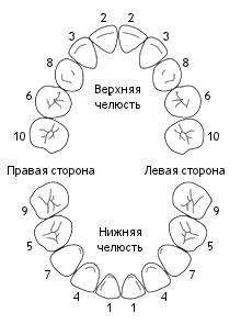 Сроки прорезывания зубов у детей